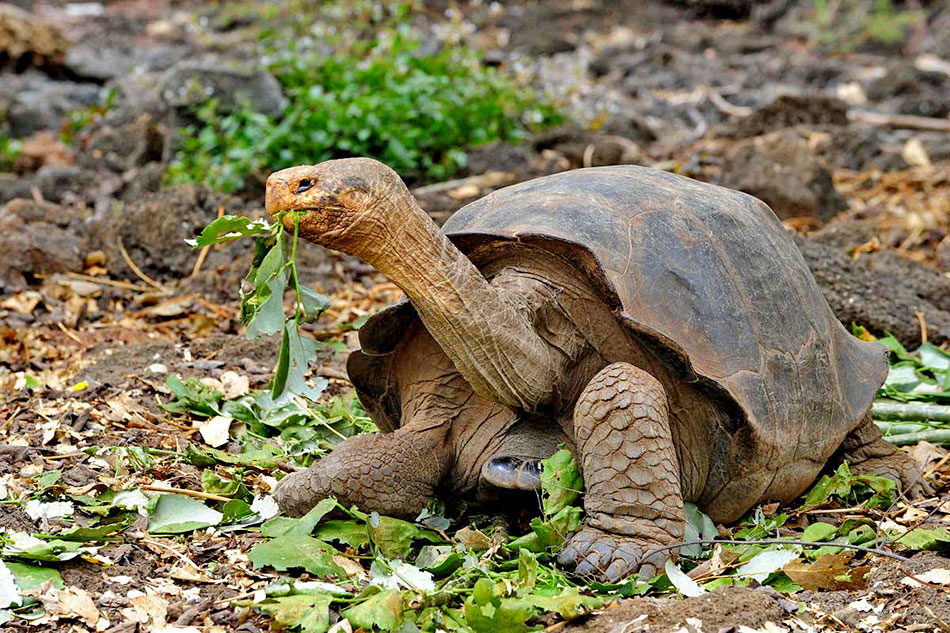 Galapagos Tortoise