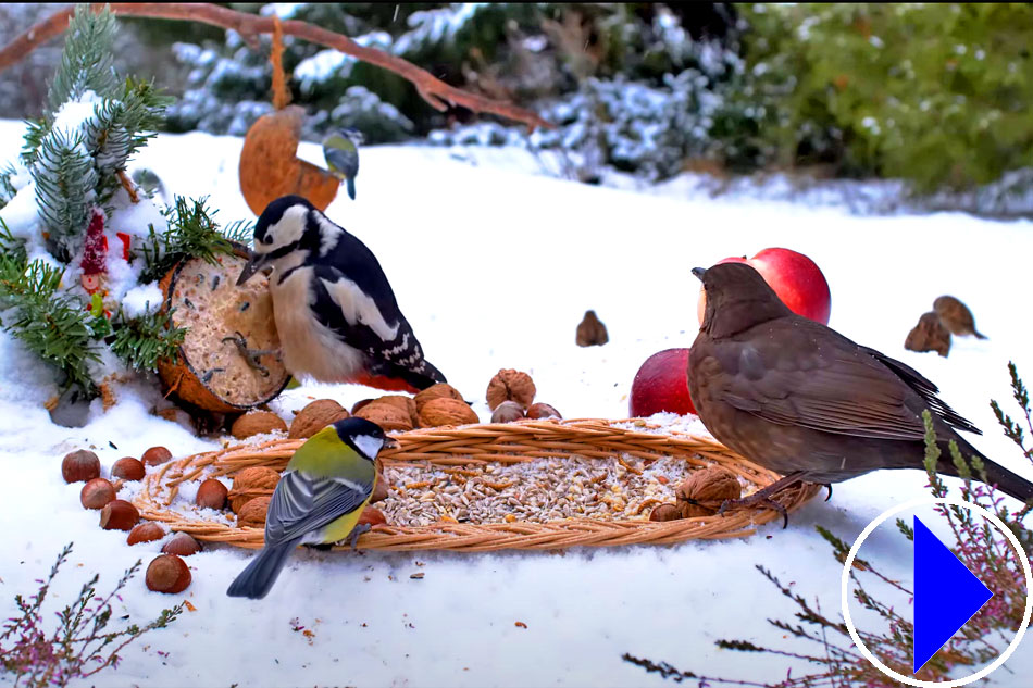birds at a feeder in finland