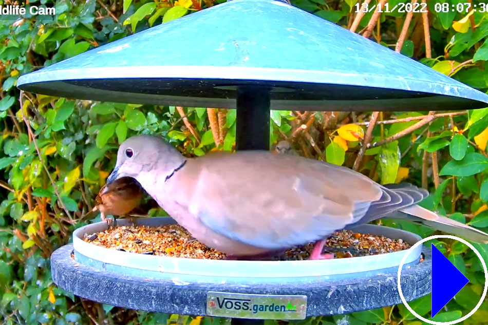 dove at a bird feeder