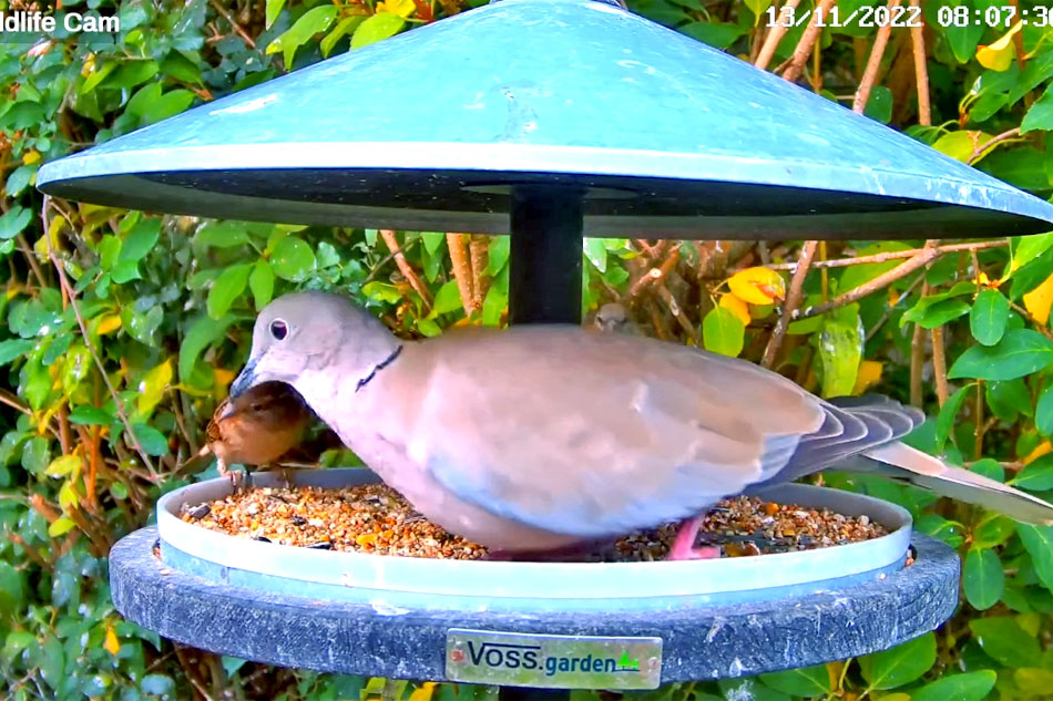 bird feeder in oxford
