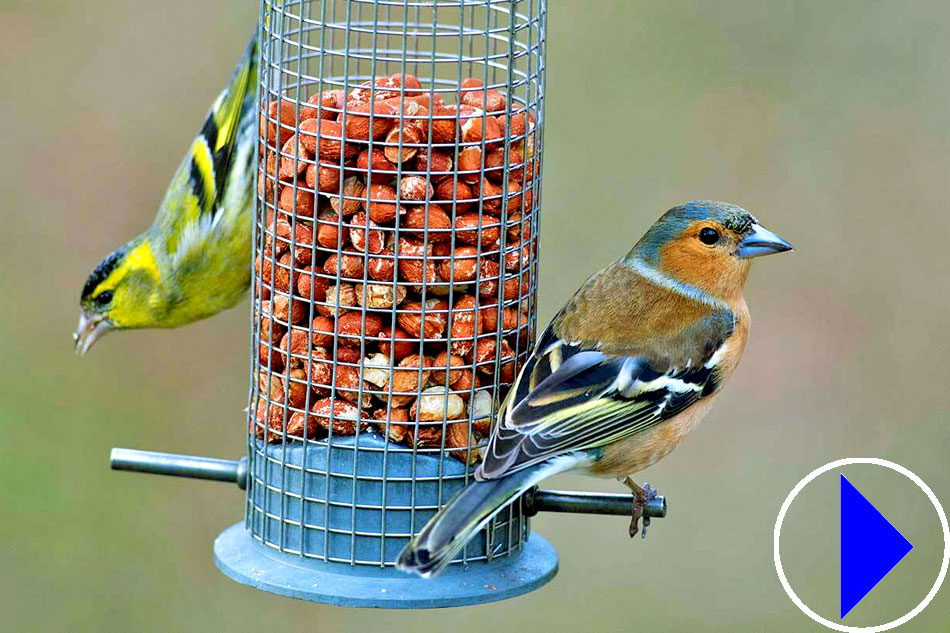 garden birds at a feeder