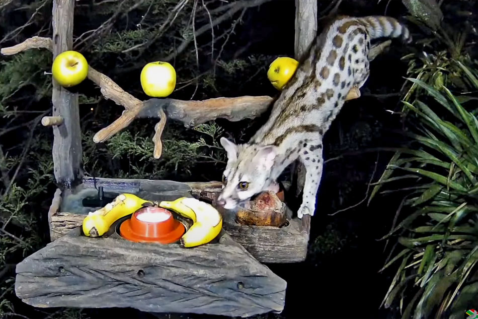 genet at night in south africa