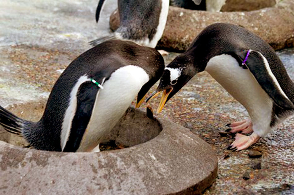 gentoo pemguins in a zoo