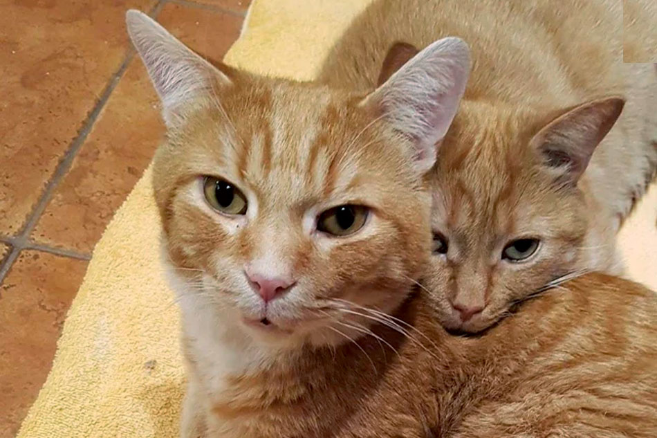 ginger cats