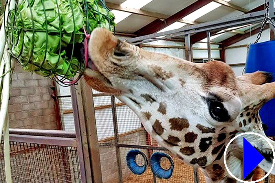 giraffe at blair drummond safari park 