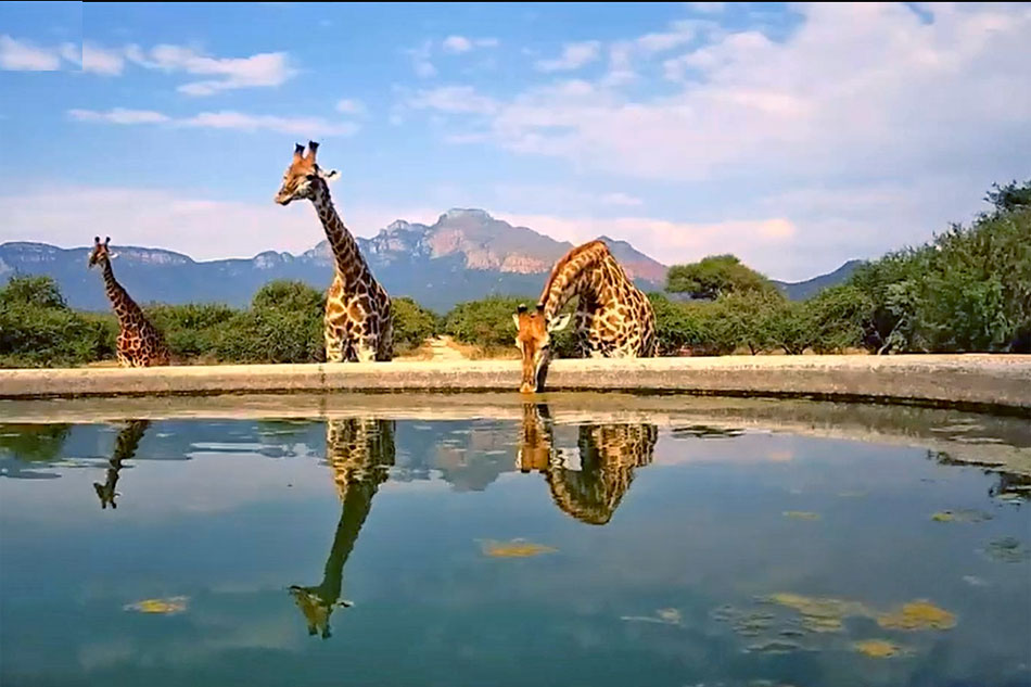 giraffe drinking in rietspruit game reserve