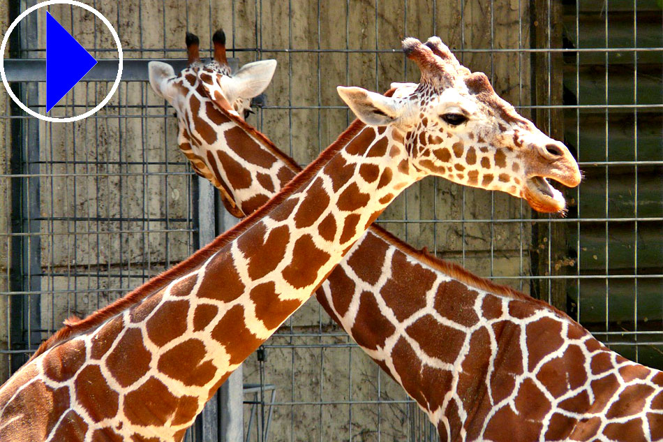 reticulated giraffes at the zoo