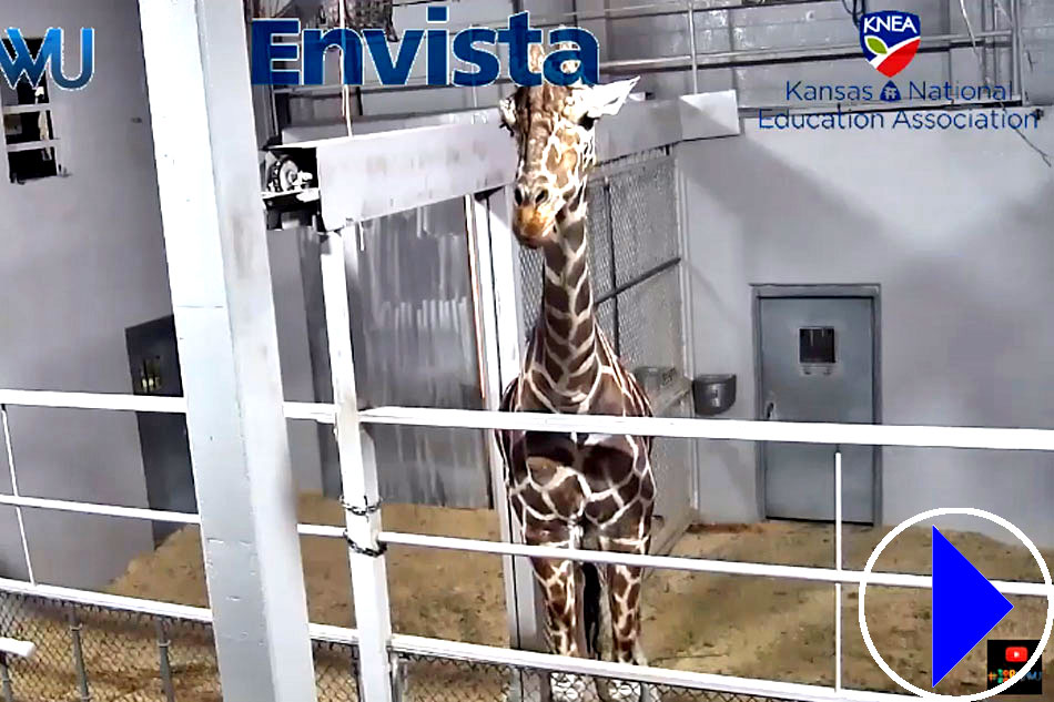 giraffes at topeka zoo