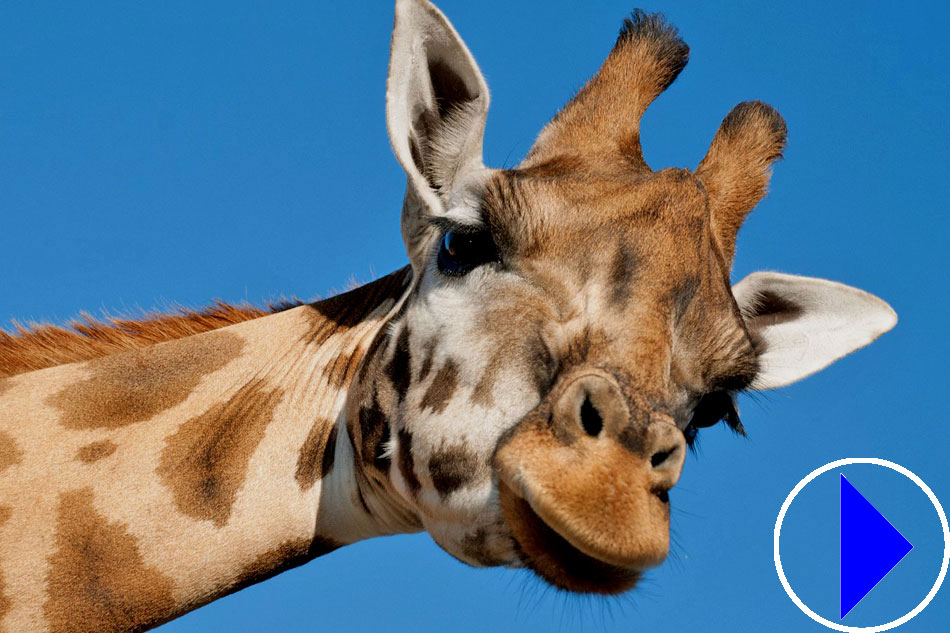 Live Webcam | Giraffe Outdoor Yard | Animal Adventure Park | New York