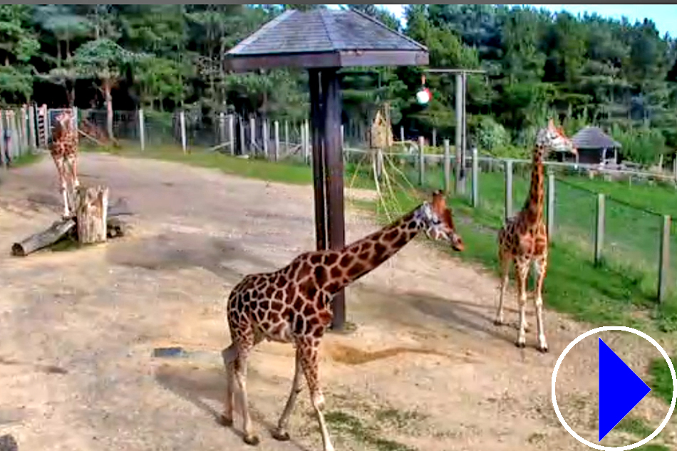 ugandan giraffes at edinburgh zoo in scotland
