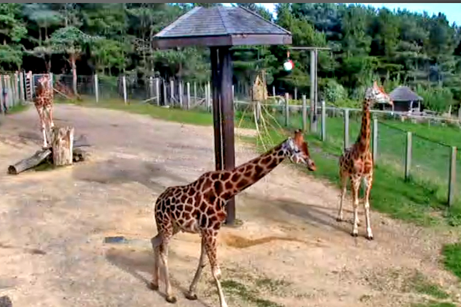 giraffes in the outdoor pen at edinburgh zoo
