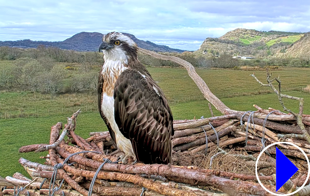 two ospreys on a branch