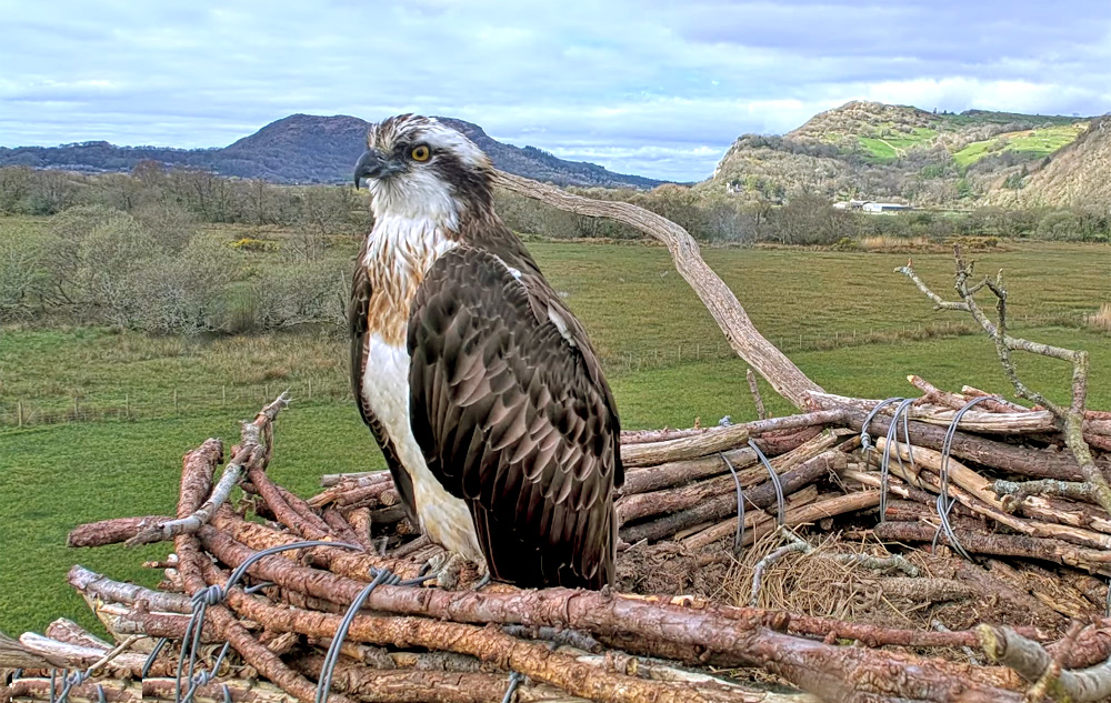 osprey on a nest in the glaslyn valley wales