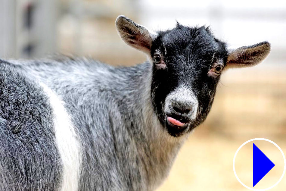 goat at folly farm