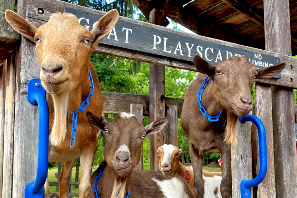 goats at blue mountain farm
