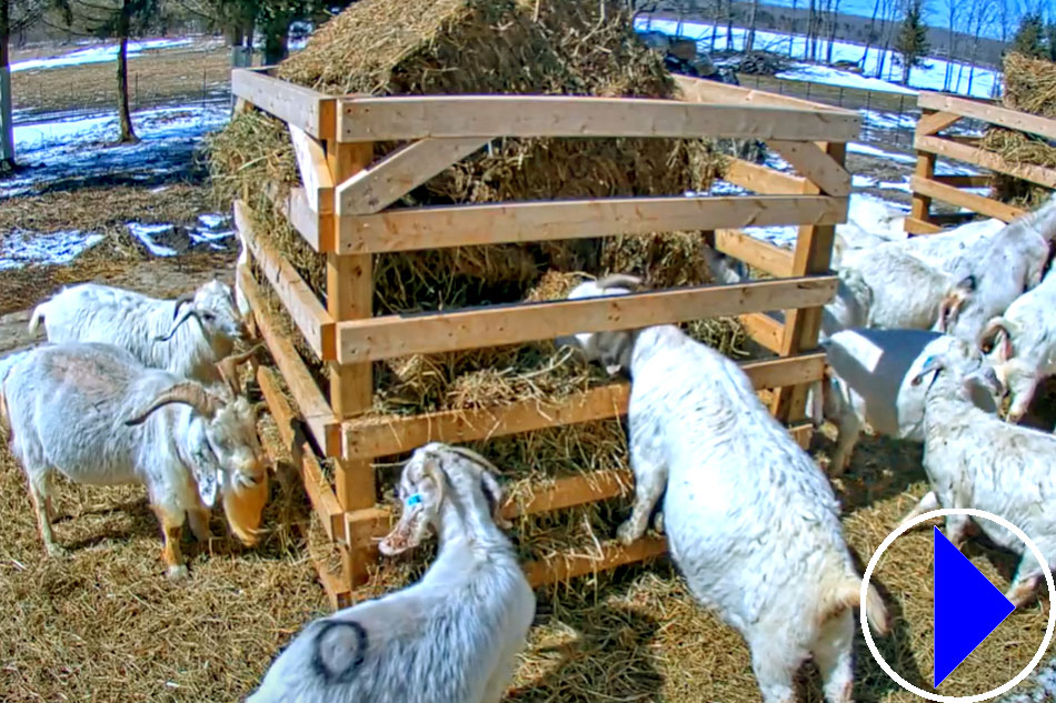 goats at farm on the lake in ontario