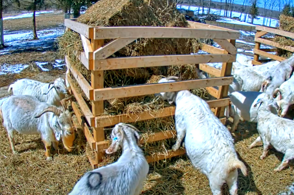 goats on a farm in ontario