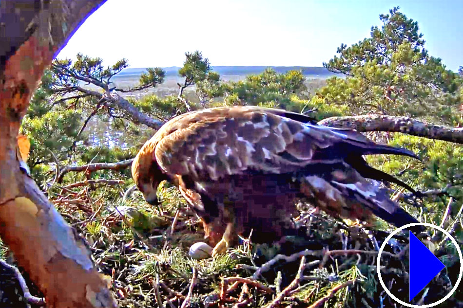 golden eagle in estonia