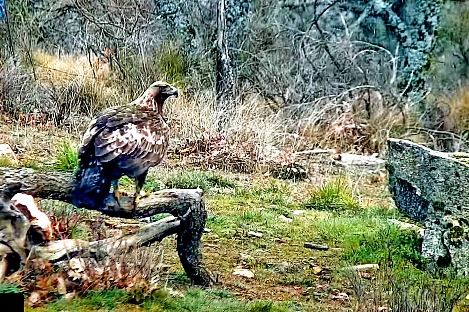 golden eagle in spain