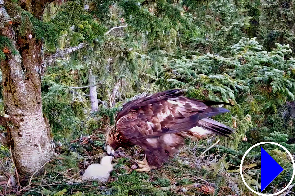 golden eagle nesting in romania