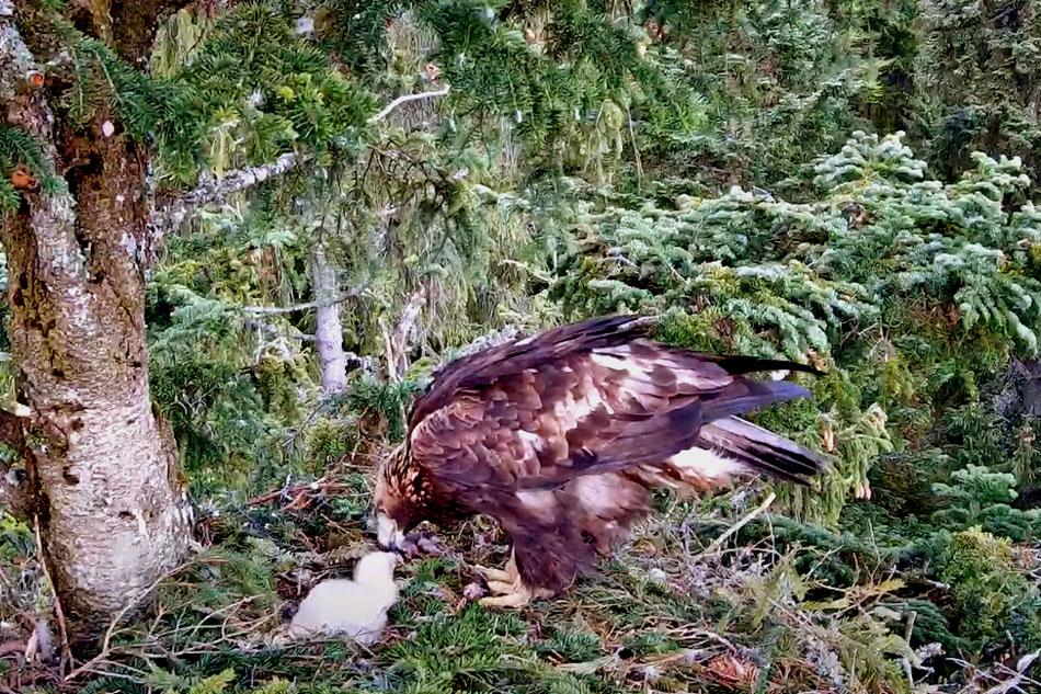 golden eagle in romania