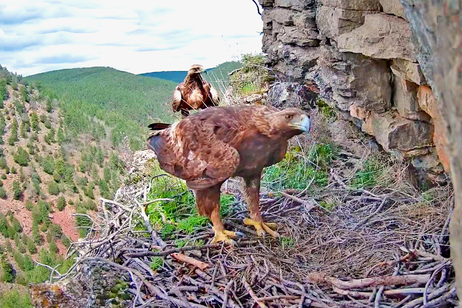 golden eagle in guadalajara spain