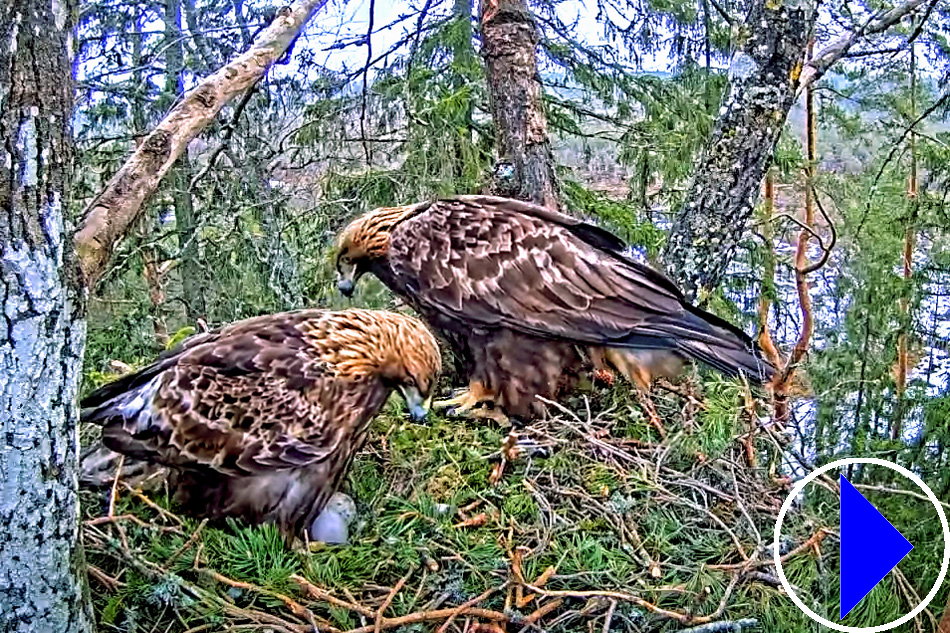 golden eagles in estonia