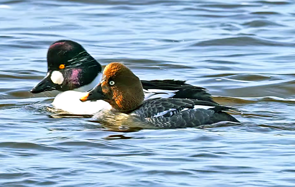 2 goldeneye ducks on a lake