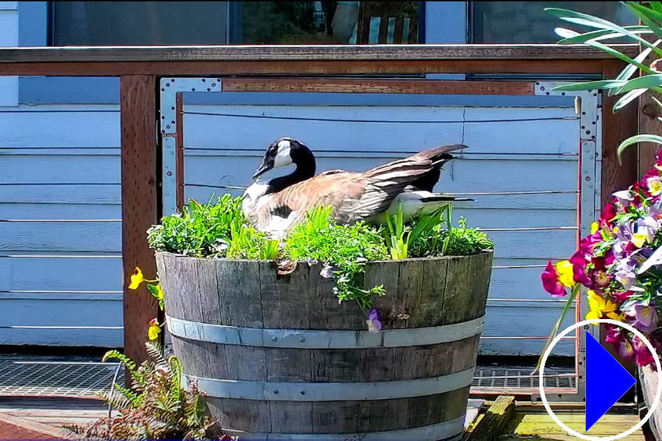 canada goose on a nest