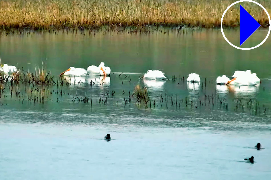 goose pond sanctuary in wisconsin