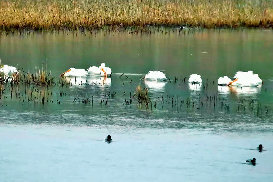 goose pond sanctuary in wisconsin