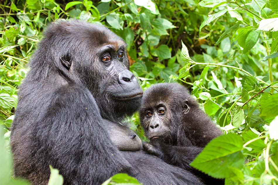 Female Grauer Gorilla with baby