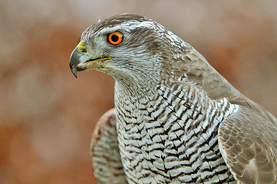 Northern Goshawk