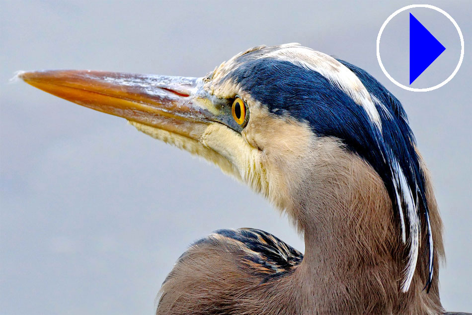 Portrait of a Great Blue Heron