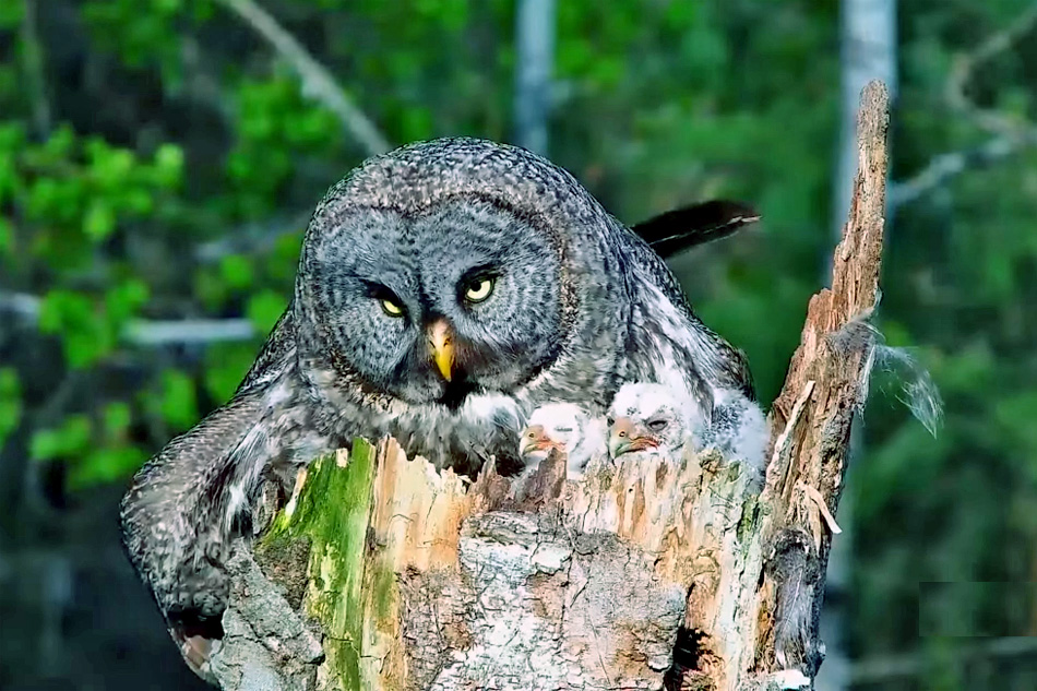 great gray owl with chicks