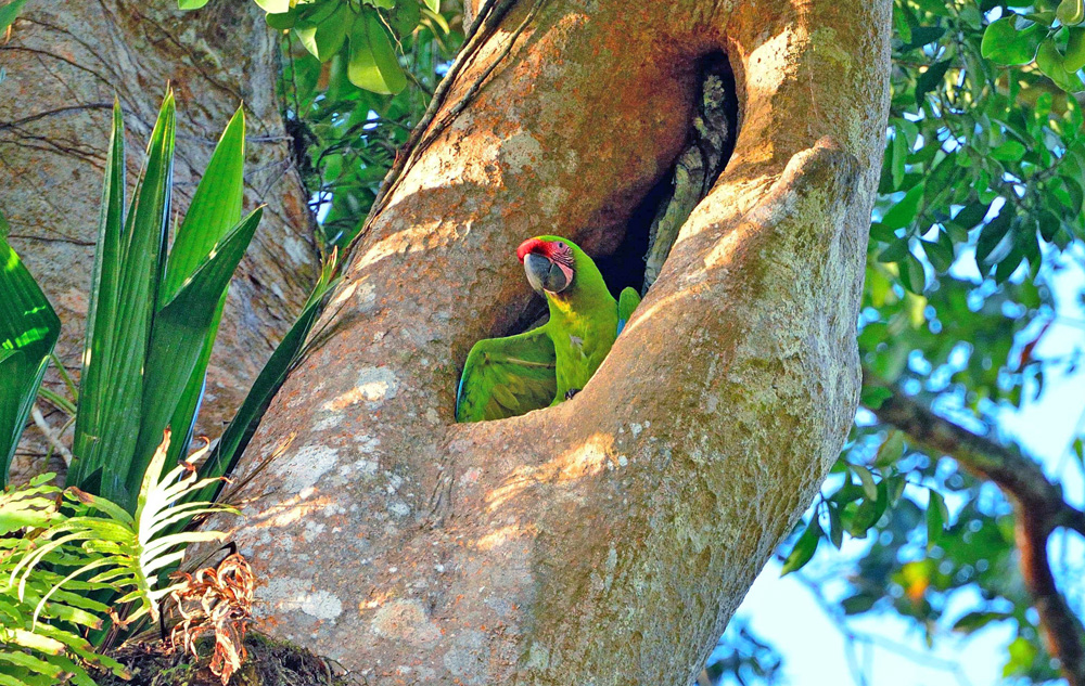 great green macaw