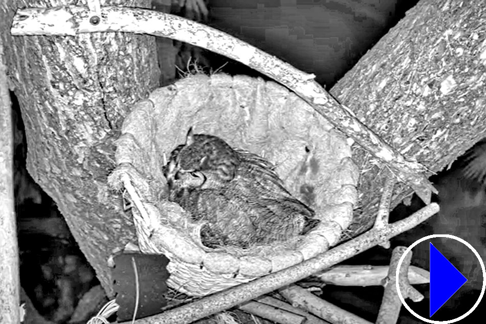 great horned owl on a nest