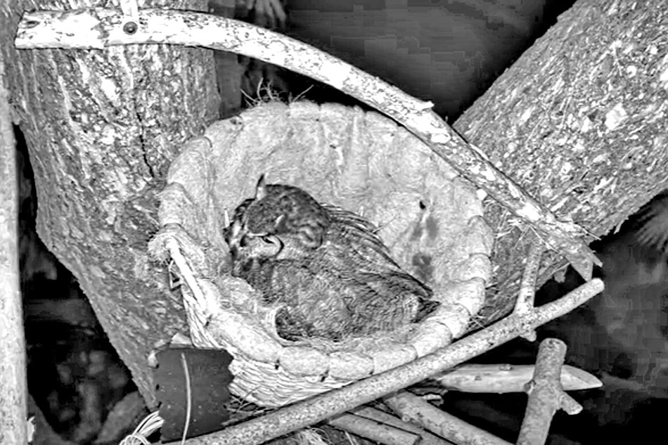 great horned owl in a nest