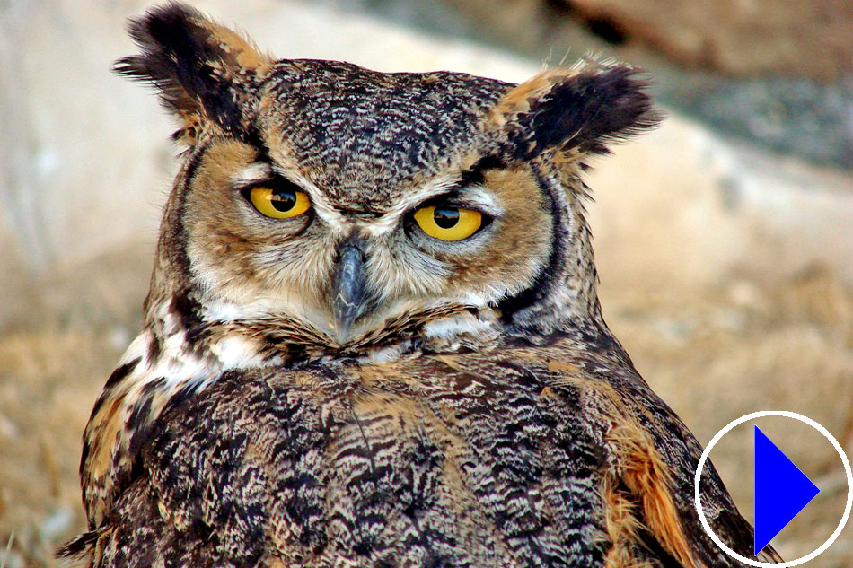 great horned owl