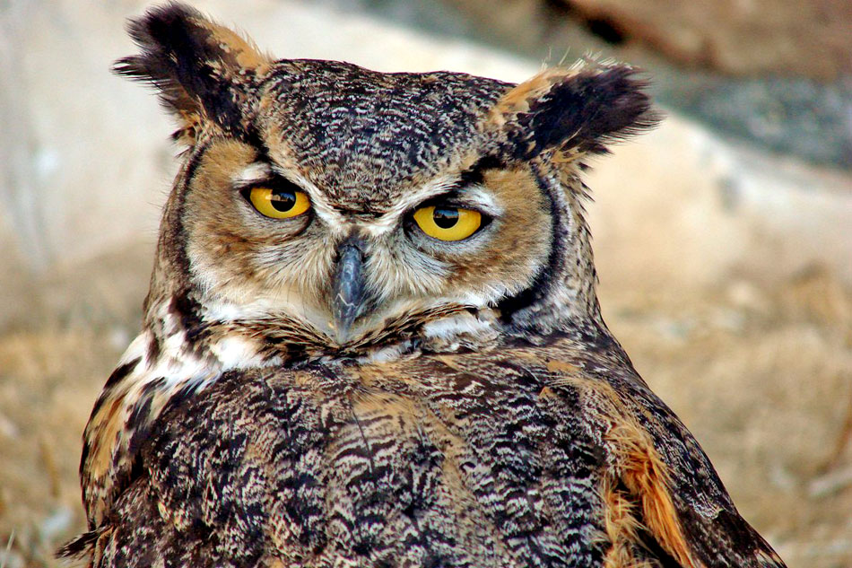 great horned owl