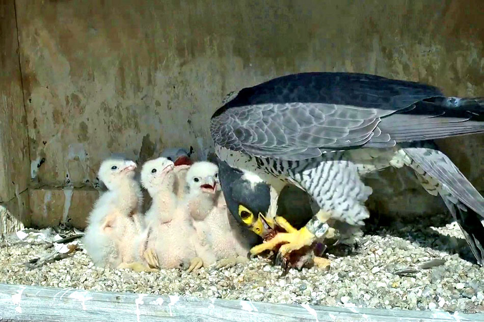 Peregrine Falcon Feeding Chicks