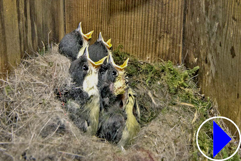 great tit chicks waiting for food