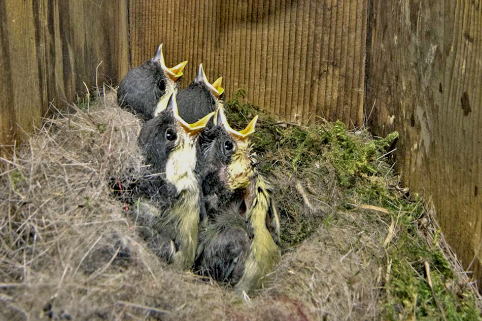 great tit chicks in a nest
