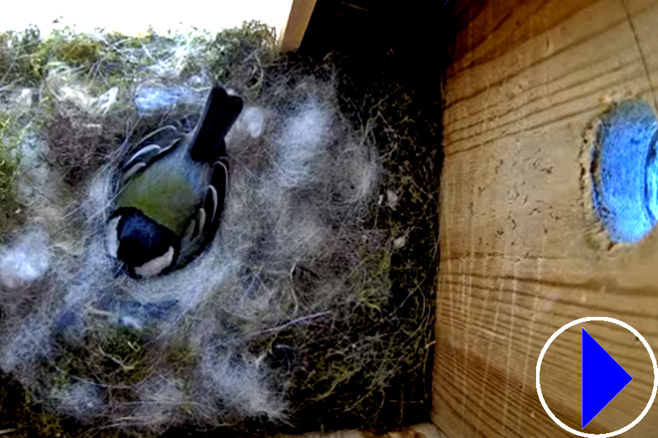 great tit inside a nest box in austria