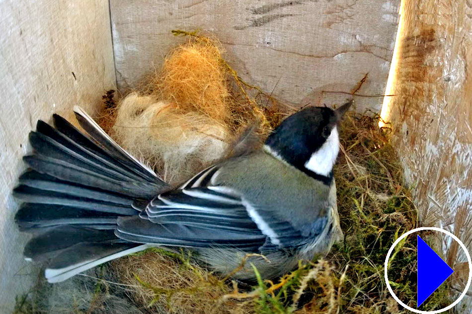 great tit in a nest boz