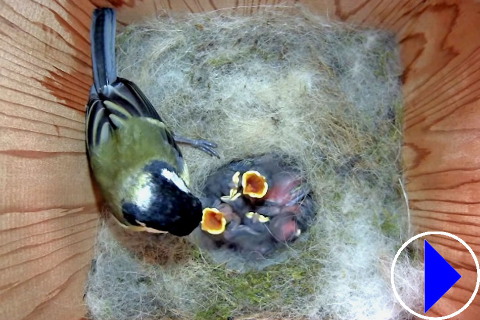 great tit in a nest box