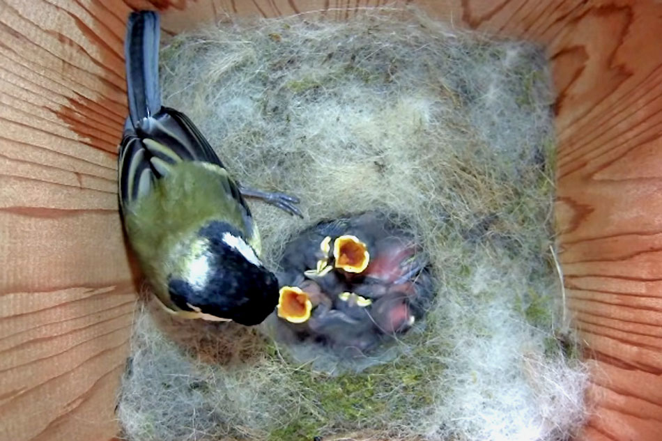 great tit in a nest box