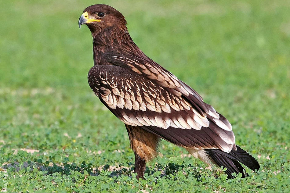 greater spotted eagle on the ground