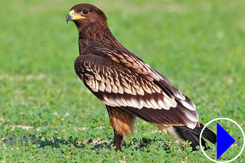 greater spotted eagle