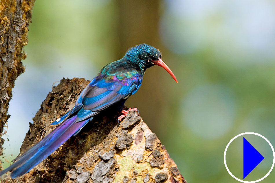 green wood hoopoe on a tree trunk 